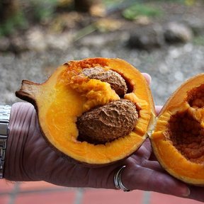 Una mano sostiene un zapote de Santo Domingo partido, con la pulpa anaranjada.
