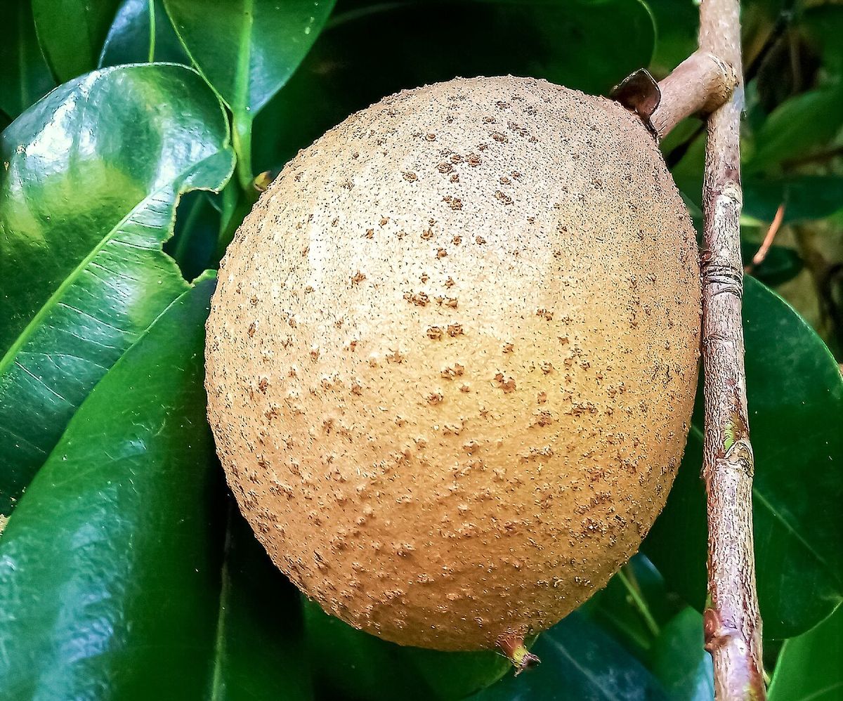 Zapote de Santo Domingo colgando de la rama entre hojas gruesas y lustrosas.