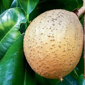 Zapote de Santo Domingo colgando de la rama entre hojas gruesas y lustrosas.