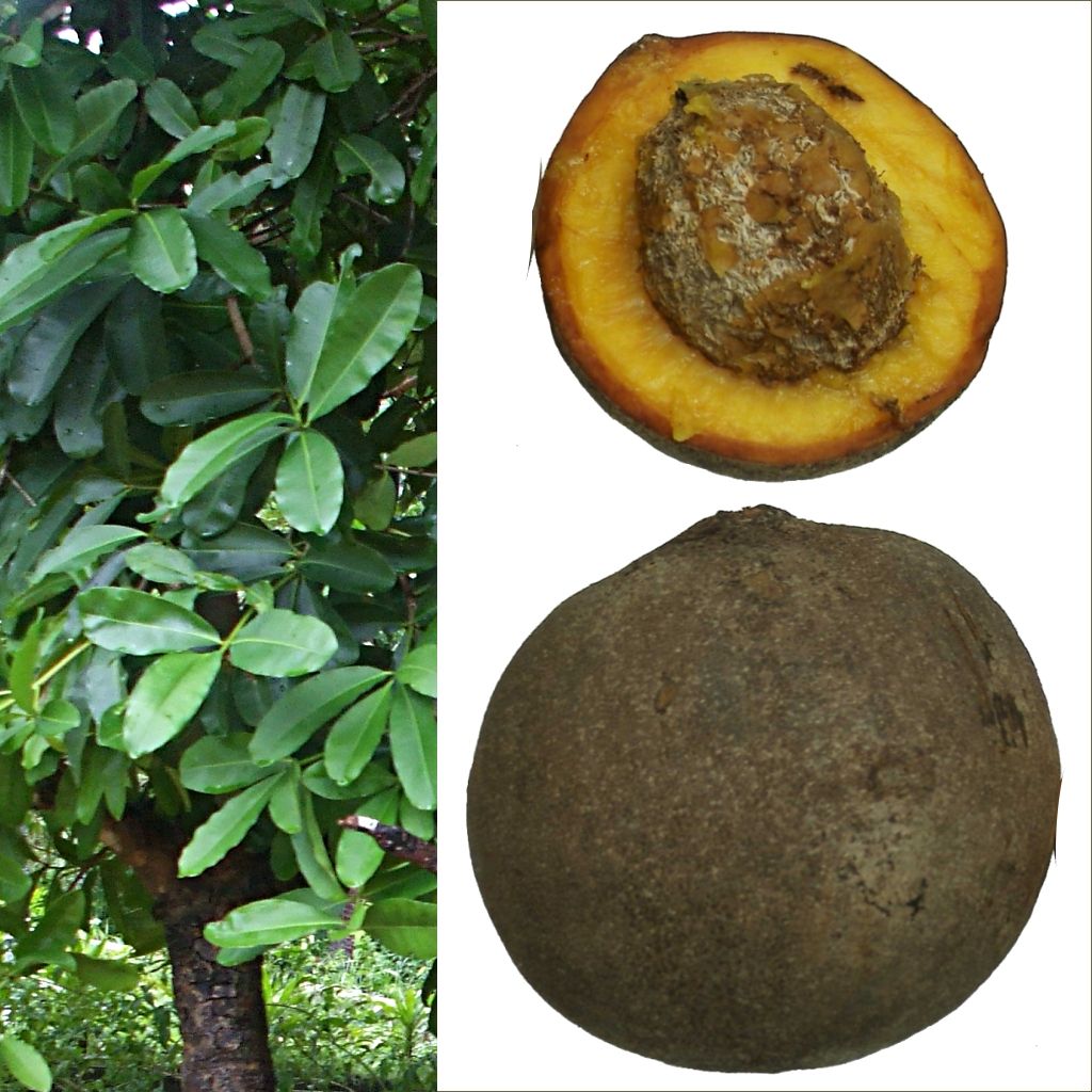 Composición con el árbol, el fruto entero y el fruto partido a la mitad.