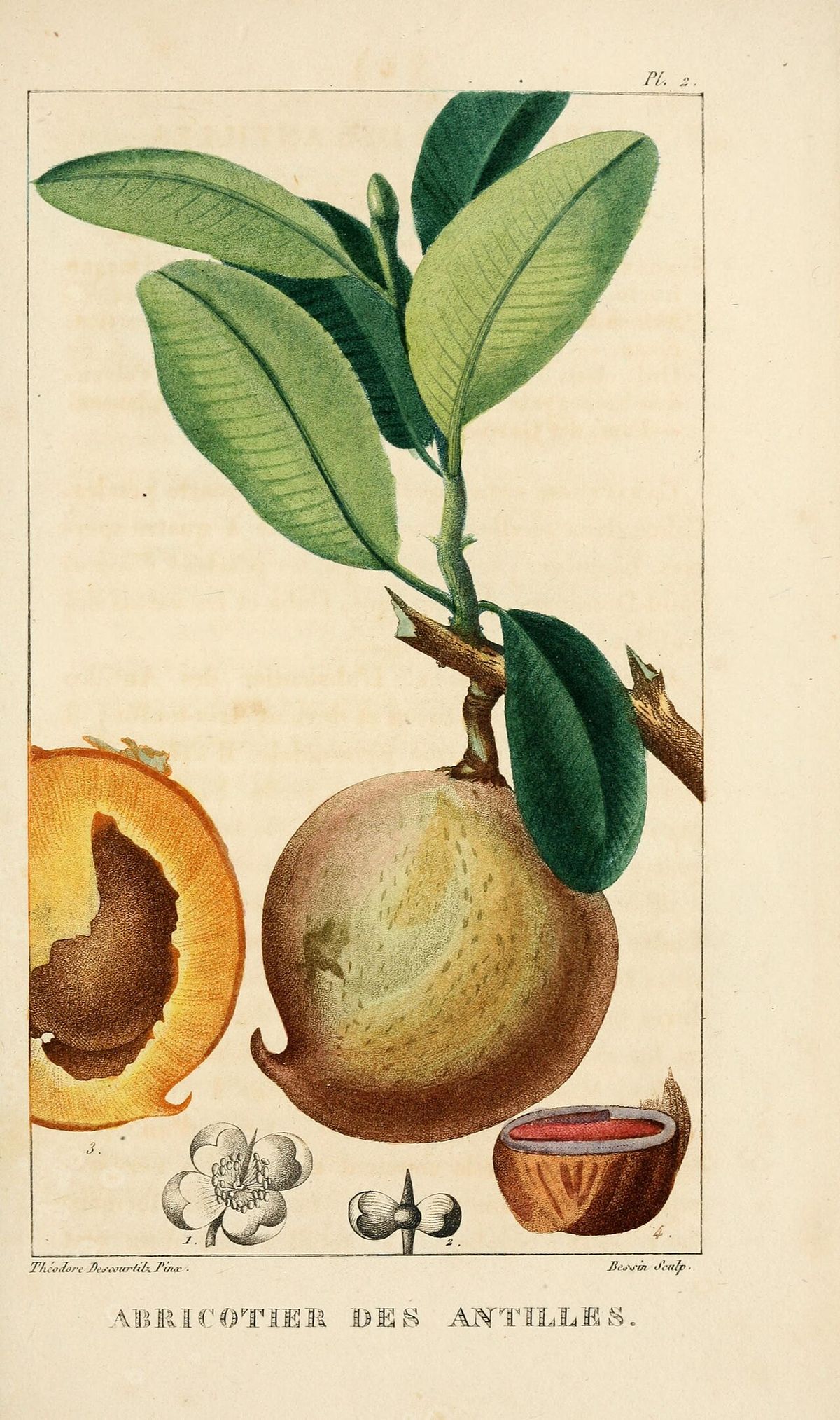 Lámina coloreada del zapote de Santo Domingo con la rama, el fruto y las semillas.