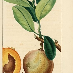 Lámina coloreada del zapote de Santo Domingo con la rama, el fruto y las semillas.