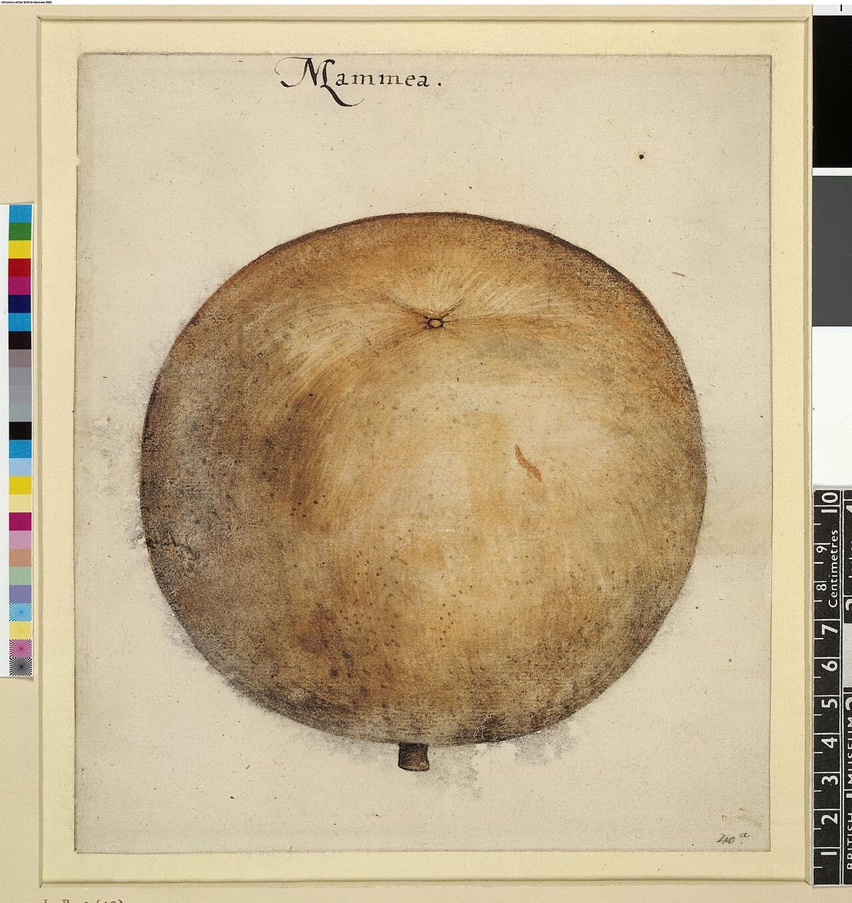 Dibujo antiguo de un zapote de Santo Domingo, con carta de color y regla al lado.