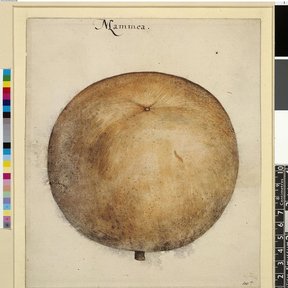 Dibujo antiguo de un zapote de Santo Domingo, con carta de color y regla al lado.