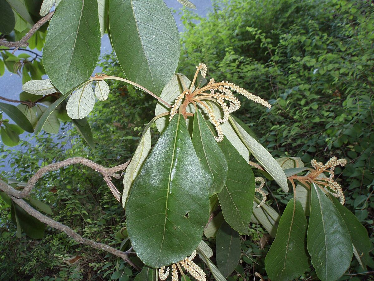 Espigas claras de mamojuaxtle brotando entre hojas anchas y lustrosas.