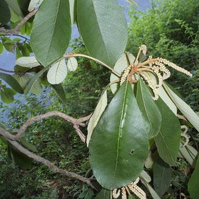 Espigas claras de mamojuaxtle brotando entre hojas anchas y lustrosas.