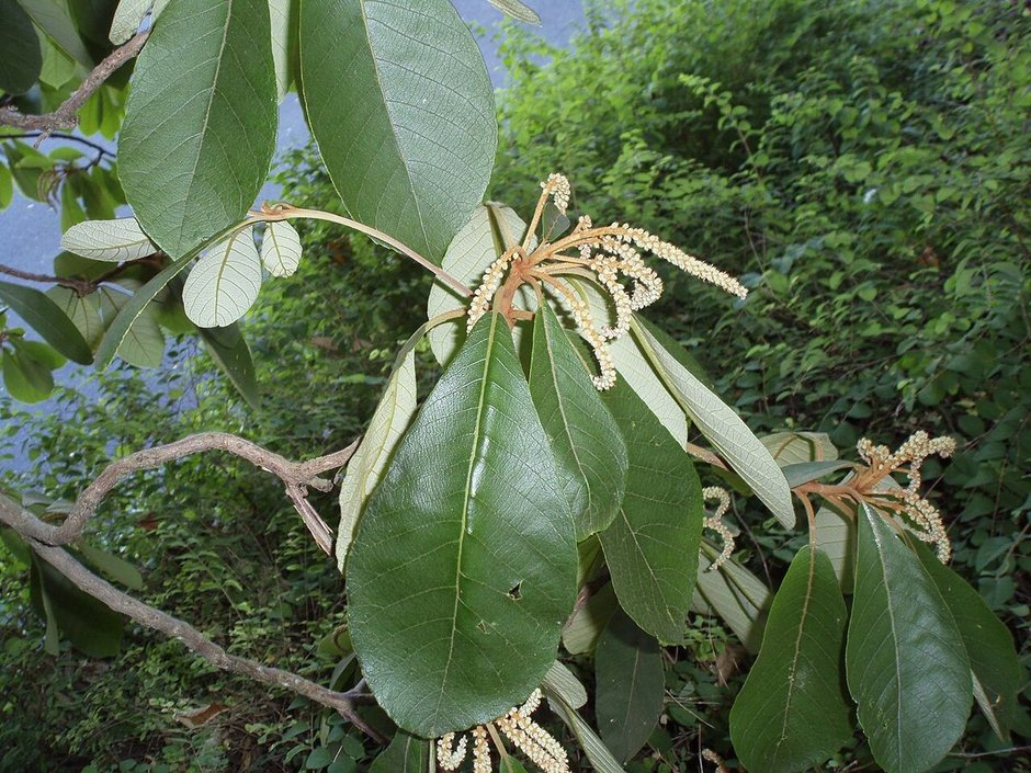 Espigas claras de mamojuaxtle brotando entre hojas anchas y lustrosas.