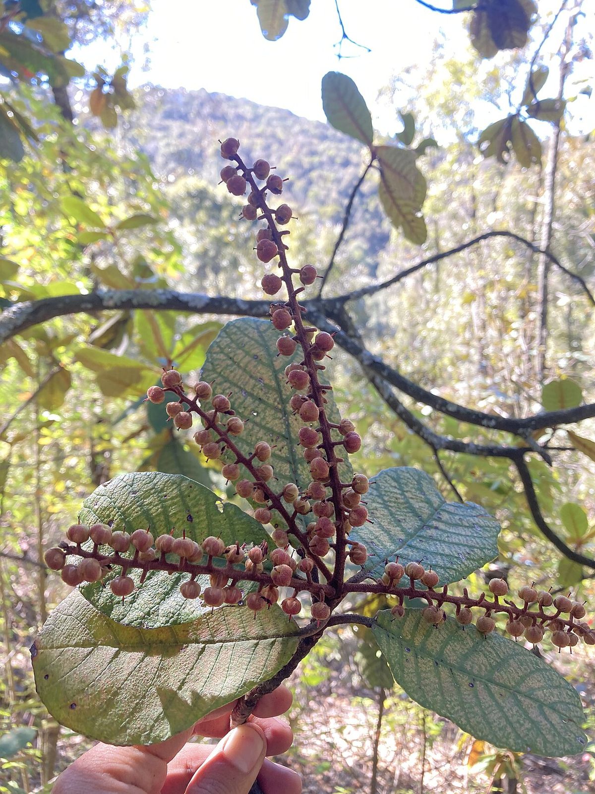 Una mano sostiene una rama de mamojuaxtle con los frutos rojizos en espiga.