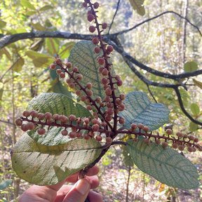 Una mano sostiene una rama de mamojuaxtle con los frutos rojizos en espiga.