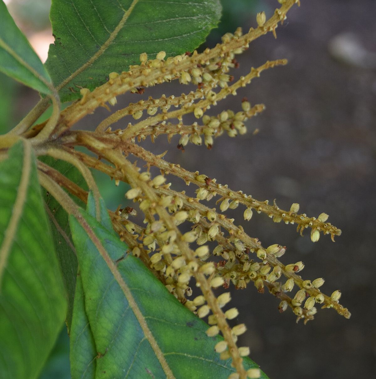 Espigas amarillentas de mamojuaxtle abiertas sobre una hoja verde.