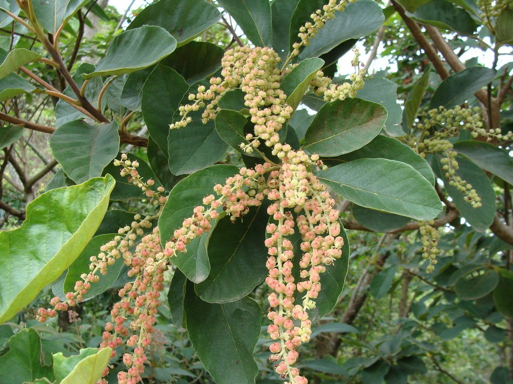 Racimos de flor clara de mamojuaxtle colgando entre las hojas oscuras.