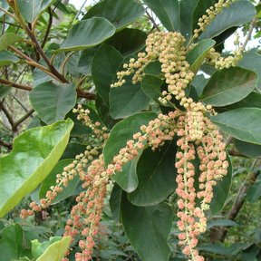 Racimos de flor clara de mamojuaxtle colgando entre las hojas oscuras.