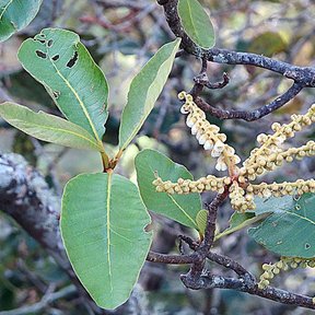 Rama de mamojuaxtle con las espigas de flor y las hojas, sobre fondo de monte.