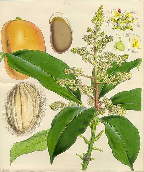 Lámina botánica del mango con la panícula de flores y el fruto en corte.