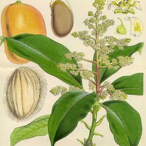 Lámina botánica del mango con la panícula de flores y el fruto en corte.