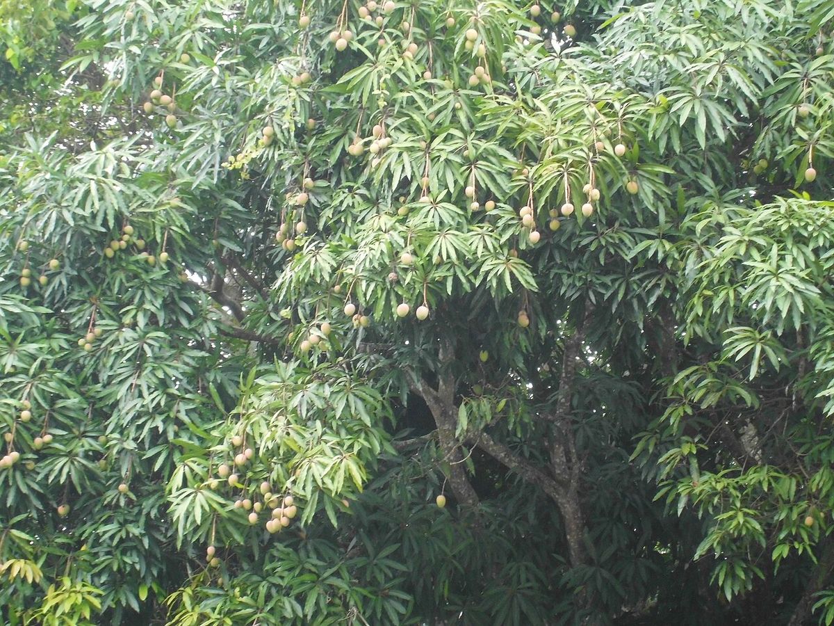 Mango de copa densa cargado de fruta verde, visto desde el borde de la huerta.