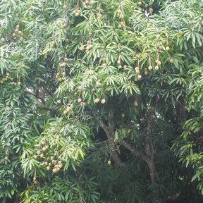 Mango de copa densa cargado de fruta verde, visto desde el borde de la huerta.