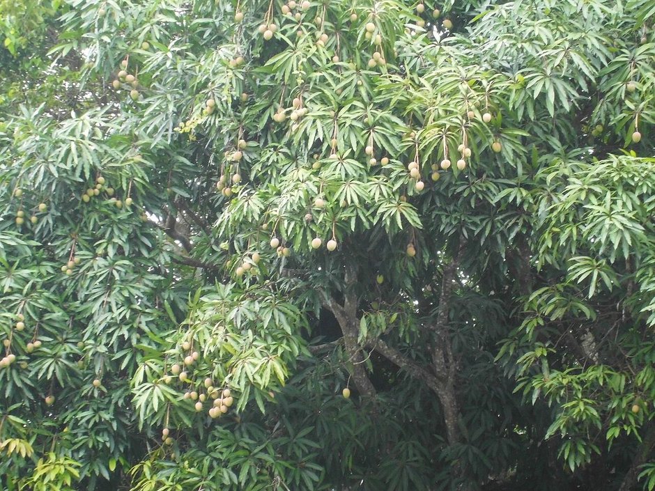 Mango de copa densa cargado de fruta verde, visto desde el borde de la huerta.