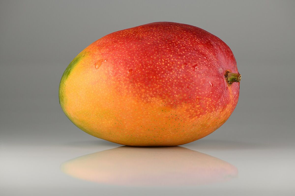 Un mango maduro, rojo y amarillo, fotografiado sobre un fondo gris.