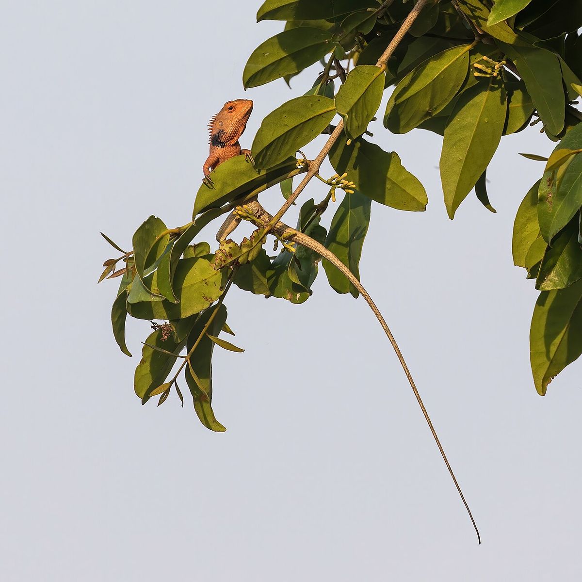 Una iguana anaranjada trepando por una rama de mango, sobre fondo claro.