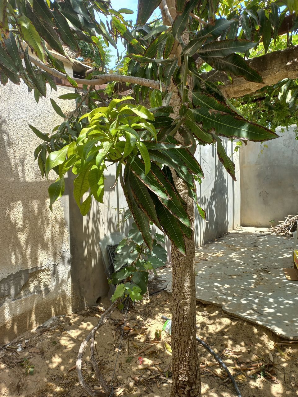 Mango joven de tronco delgado creciendo en el patio de una casa.