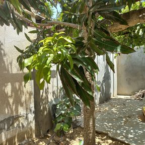 Mango joven de tronco delgado creciendo en el patio de una casa.