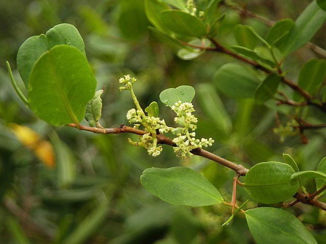 Racimo de flores menudas y verdosas de mangle blanco entre hojas redondeadas.