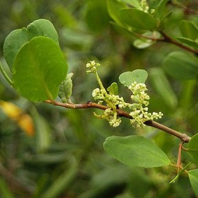 Racimo de flores menudas y verdosas de mangle blanco entre hojas redondeadas.
