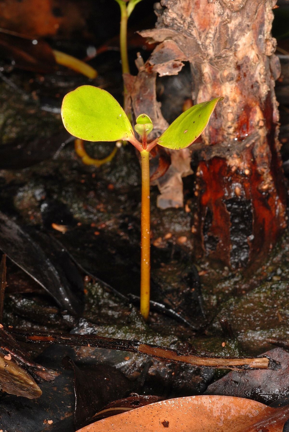 Plántula de mangle blanco recién germinada sobre el fango, junto a un tronco.