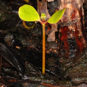 Plántula de mangle blanco recién germinada sobre el fango, junto a un tronco.