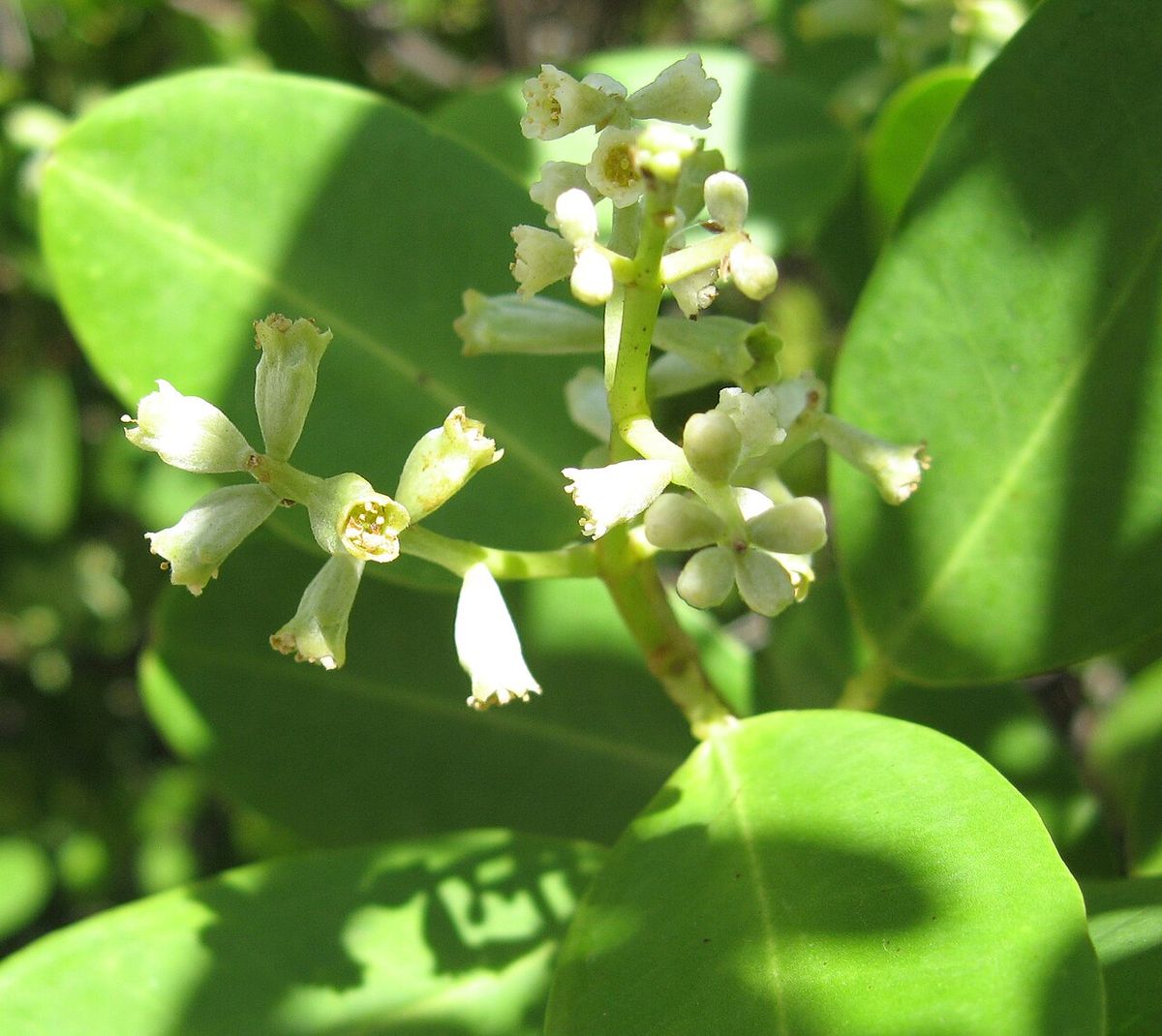Flores blancas de mangle blanco abiertas sobre hojas gruesas y lustrosas.