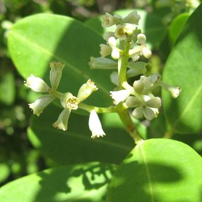 Flores blancas de mangle blanco abiertas sobre hojas gruesas y lustrosas.