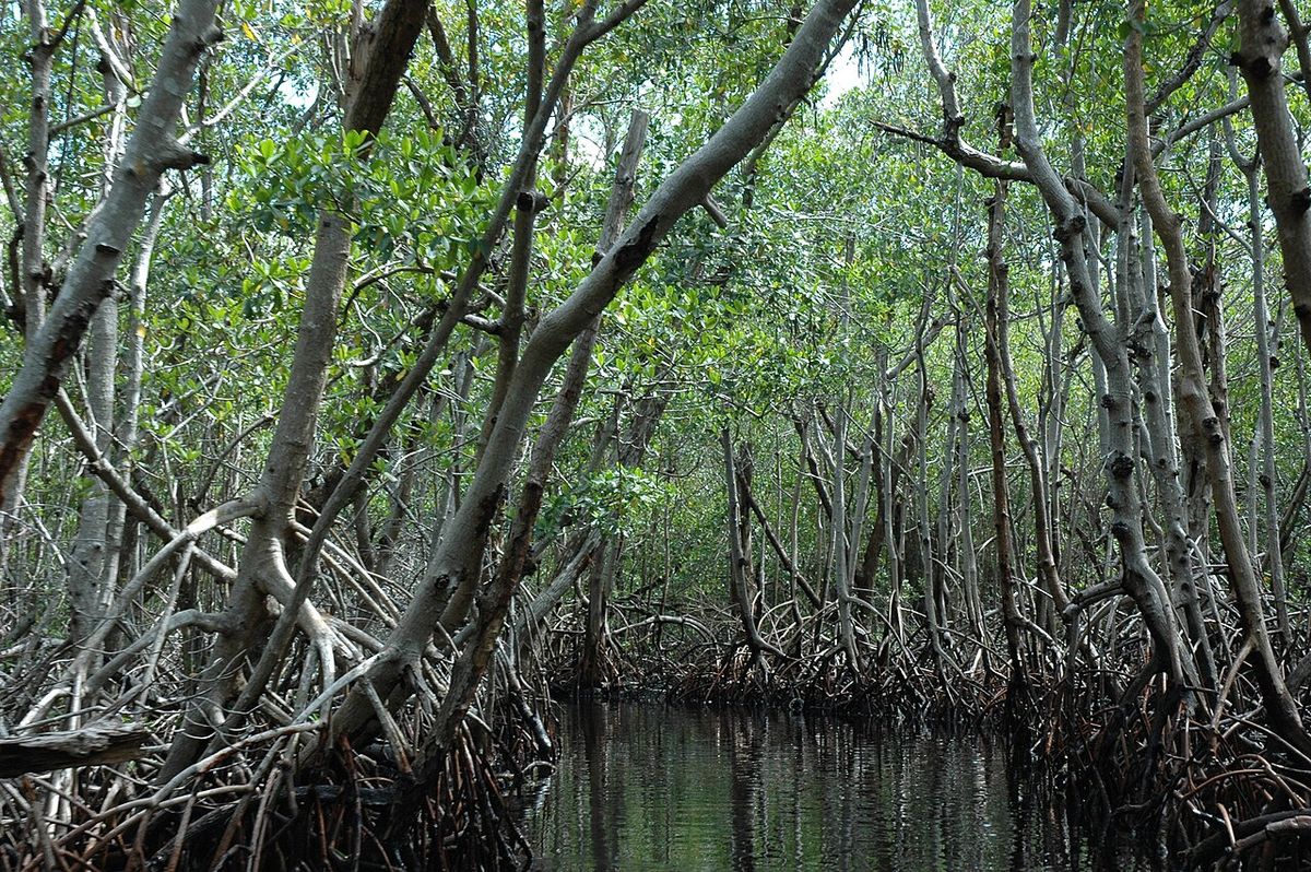 Interior de un manglar blanco, con los troncos delgados y las raíces expuestas.