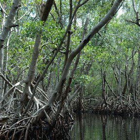 Interior de un manglar blanco, con los troncos delgados y las raíces expuestas.