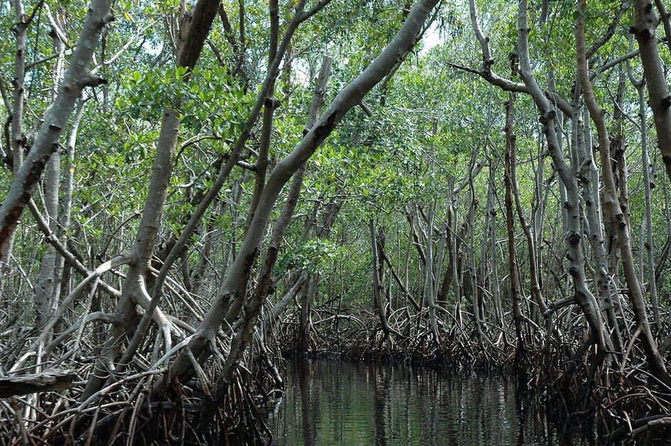 Interior de un manglar blanco, con los troncos delgados y las raíces expuestas.