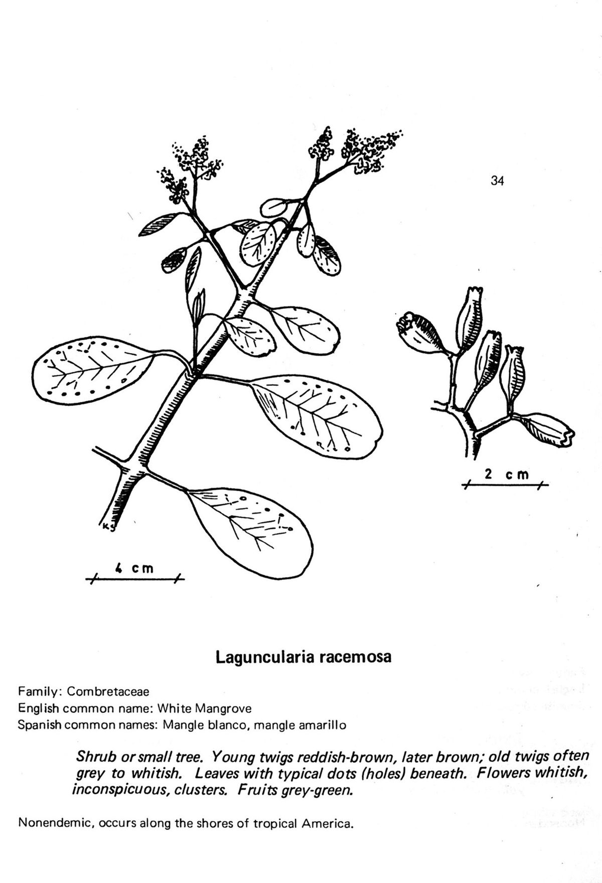Ficha ilustrada del mangle blanco con un dibujo a línea de la rama y el fruto.
