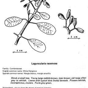 Ficha ilustrada del mangle blanco con un dibujo a línea de la rama y el fruto.