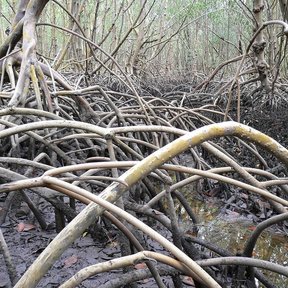 Maraña de raíces de mangle blanco arqueadas sobre el fango de la orilla.