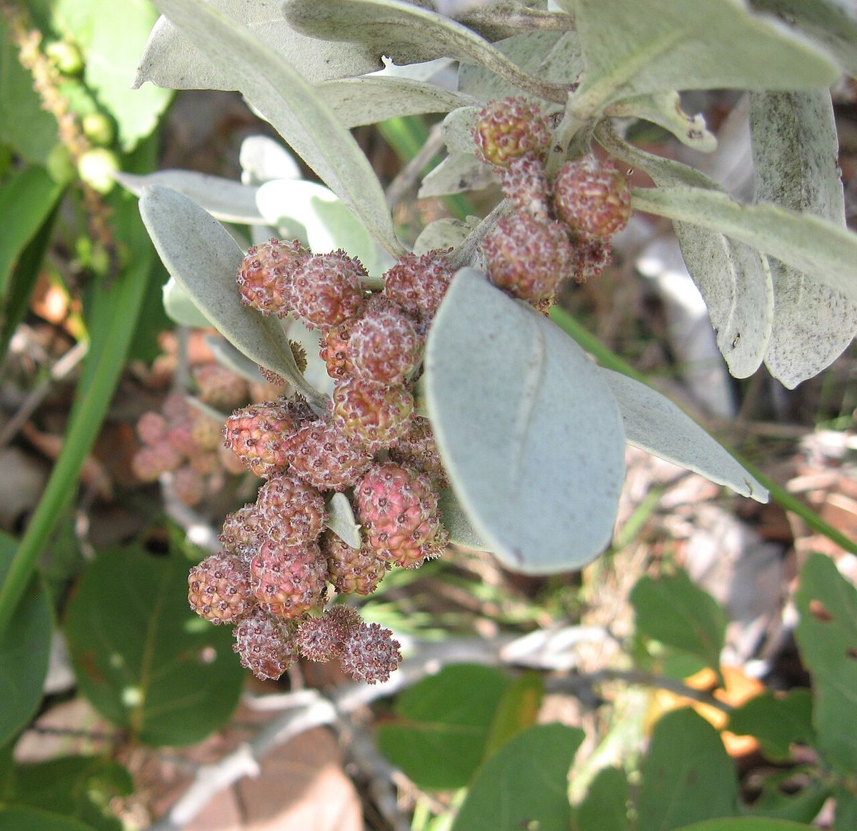 Frutos rojizos y apiñados de mangle botoncillo entre hojas plateadas.