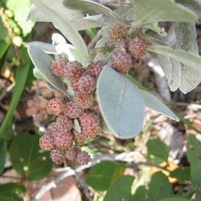Frutos rojizos y apiñados de mangle botoncillo entre hojas plateadas.