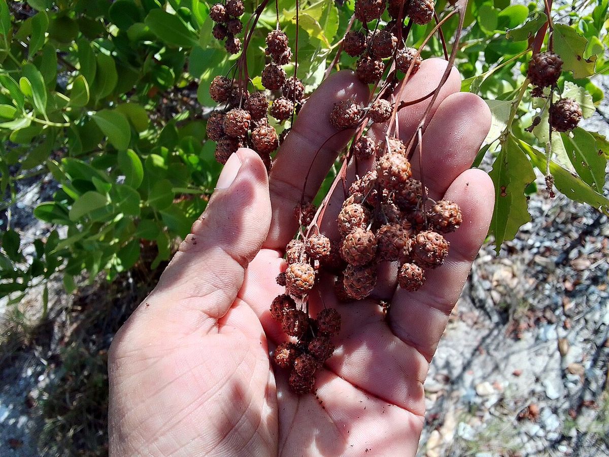 Una mano sostiene un racimo de frutos pardos y redondos de mangle botoncillo.