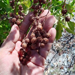 Una mano sostiene un racimo de frutos pardos y redondos de mangle botoncillo.
