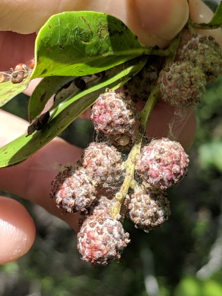 Frutos rosados de mangle botoncillo sostenidos entre los dedos, con las hojas.