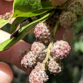 Frutos rosados de mangle botoncillo sostenidos entre los dedos, con las hojas.