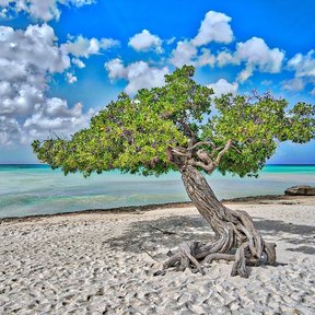 Mangle botoncillo de tronco retorcido creciendo en una playa de arena blanca.