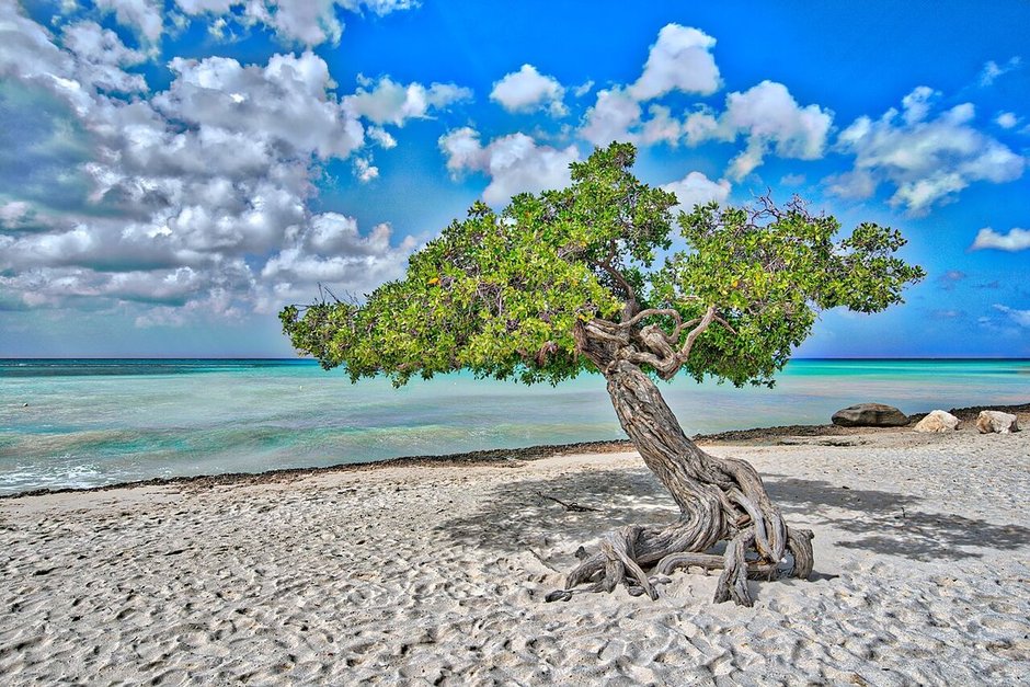 Mangle botoncillo de tronco retorcido creciendo en una playa de arena blanca.