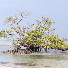 Mangle negro de copa baja y extendida sobre un banco de arena, con el mar detrás.