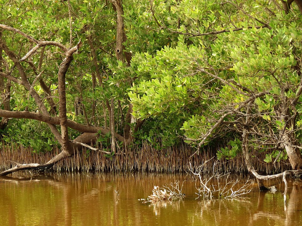 Borde de manglar negro sobre agua parda, con las raíces expuestas al aire.