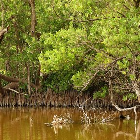 Borde de manglar negro sobre agua parda, con las raíces expuestas al aire.