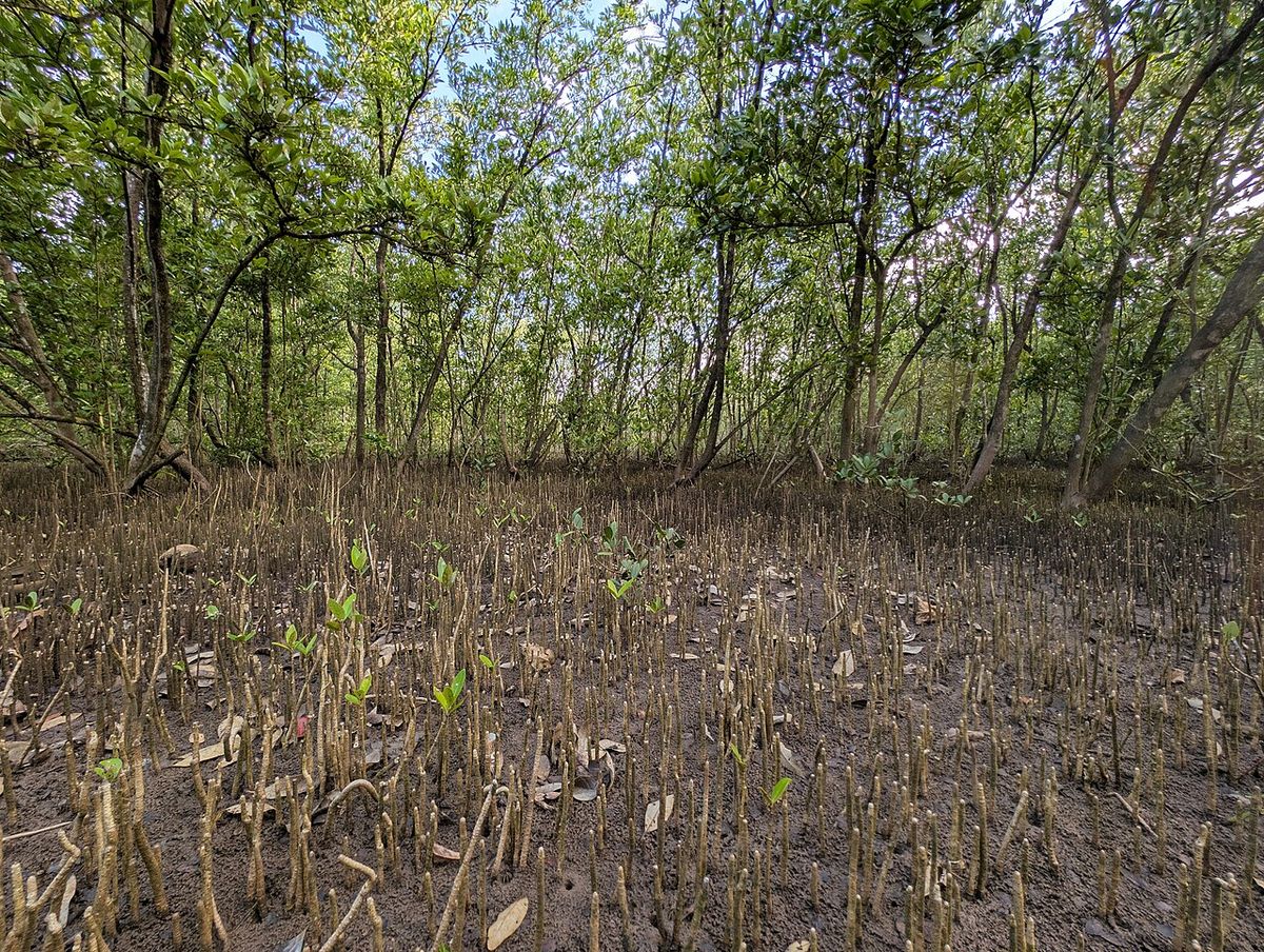 Manglar negro con el suelo cubierto de neumatóforos erguidos en el fango.